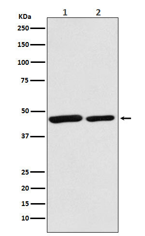 Citrate Synthetase Rabbit Polyclonal Antibody