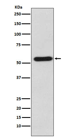 Staufen Rabbit Polyclonal Antibody