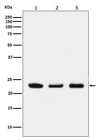 p23 Rabbit Polyclonal Antibody