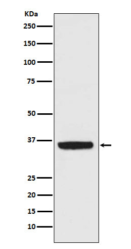 APE1 Rabbit Polyclonal Antibody