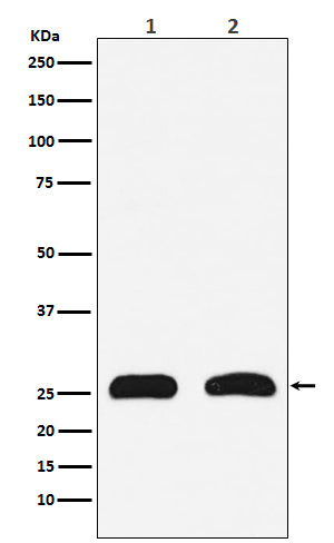 HMGB2 Rabbit Polyclonal Antibody