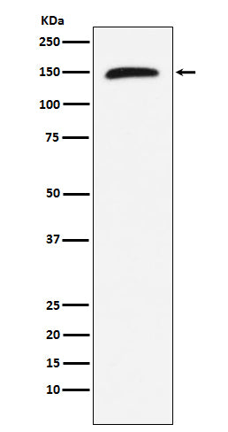 Rad50 Rabbit Polyclonal Antibody