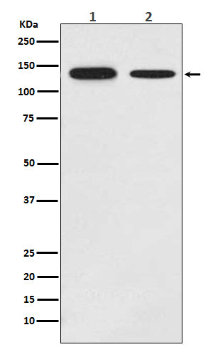 Growth Hormone Receptor Rabbit Polyclonal Antibody