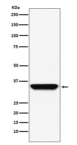 Adenosine A1 Receptor Rabbit Polyclonal Antibody