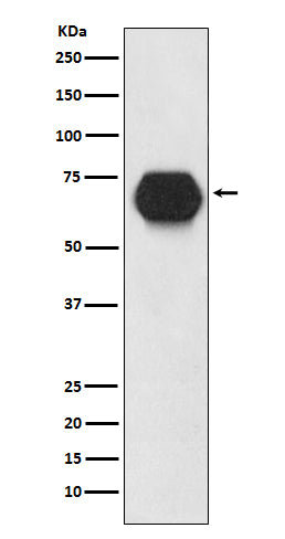 CD55 Rabbit Polyclonal Antibody