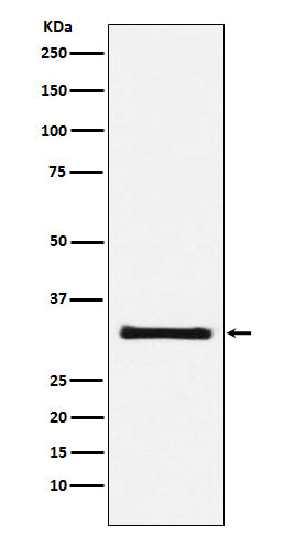 GC1q R Rabbit Polyclonal Antibody