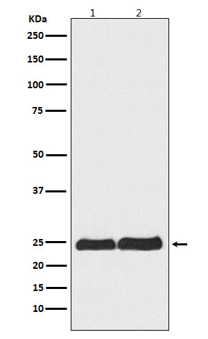 Ran Rabbit Polyclonal Antibody