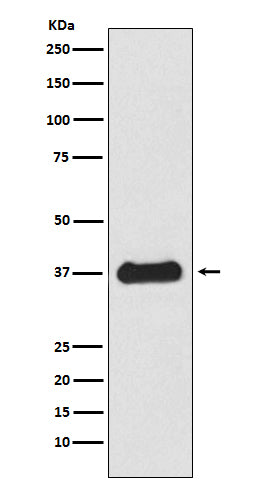 Follistatin Rabbit Polyclonal Antibody