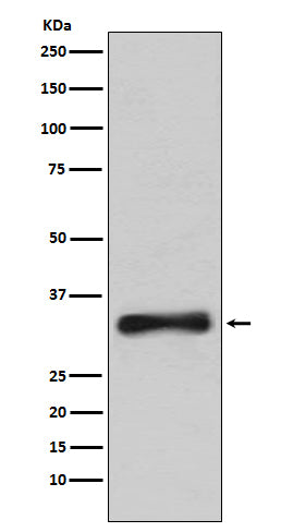 Emerin Rabbit Polyclonal Antibody
