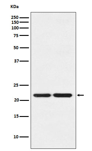 HP1 gamma Rabbit Polyclonal Antibody