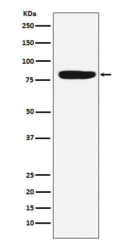 Factor XIIIa Rabbit Polyclonal Antibody