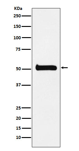 ULK3 Rabbit Polyclonal Antibody