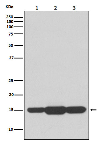 GABARAPL2 Rabbit Polyclonal Antibody