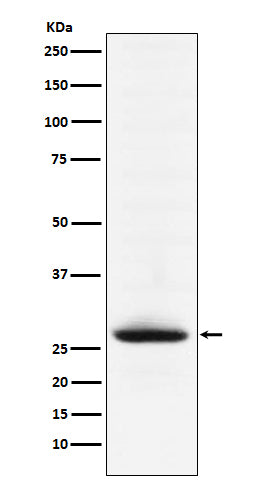 MOG Rabbit Polyclonal Antibody