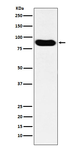 MCM7 Rabbit Polyclonal Antibody