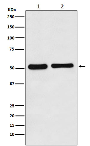 Fascin Rabbit Polyclonal Antibody
