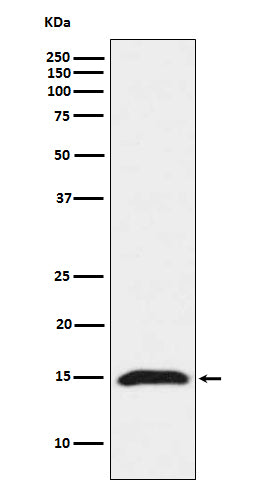 Fragilis Rabbit Polyclonal Antibody