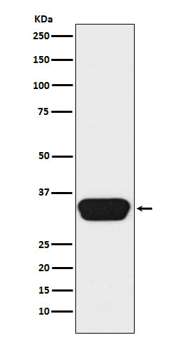 OTX1/2 Rabbit Polyclonal Antibody