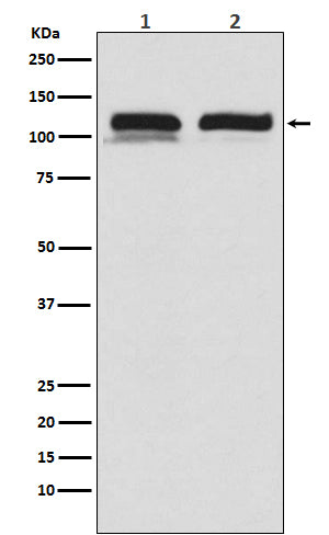 USP11 Rabbit Polyclonal Antibody