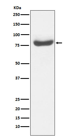 RAP80 Rabbit Polyclonal Antibody