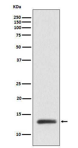 RBX1 Rabbit Polyclonal Antibody