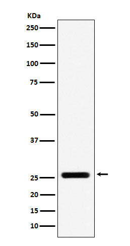 FADD Rabbit Polyclonal Antibody