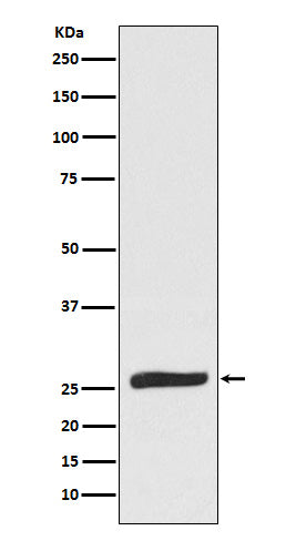 FADD Rabbit Polyclonal Antibody