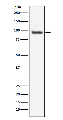 USP13 Rabbit Polyclonal Antibody