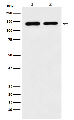 SA2 Rabbit Polyclonal Antibody