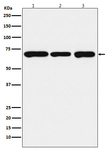 PCK2 Rabbit Polyclonal Antibody