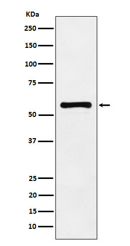 PAK2 Rabbit Polyclonal Antibody