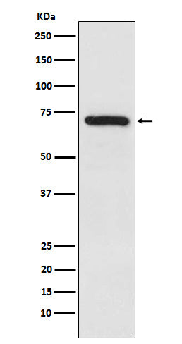 TRIM25 Rabbit Polyclonal Antibody
