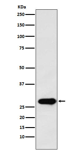Securin Rabbit Polyclonal Antibody