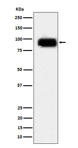 CD166 Rabbit Polyclonal Antibody
