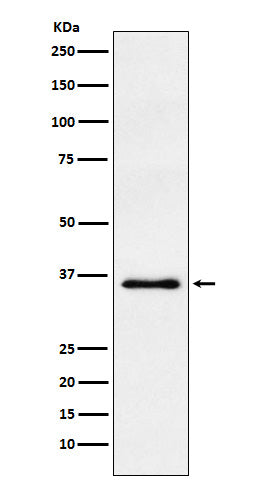 WDR5 Rabbit Polyclonal Antibody