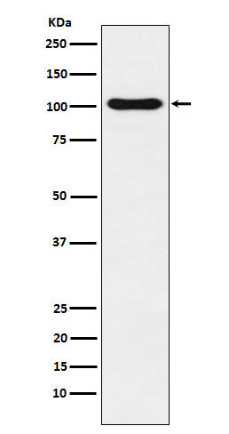 DNA Ligase IV Rabbit Polyclonal Antibody
