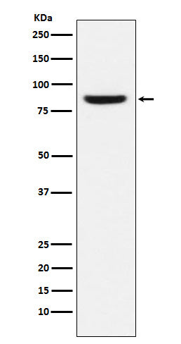 MCM5 Rabbit Polyclonal Antibody