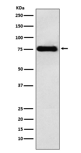 LYRIC Rabbit Polyclonal Antibody