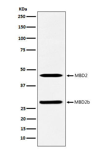 MBD2 Rabbit Polyclonal Antibody
