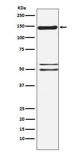 SynGAP Rabbit Polyclonal Antibody