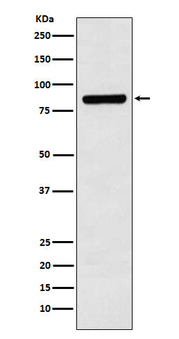 Cullin 3 Rabbit Polyclonal Antibody