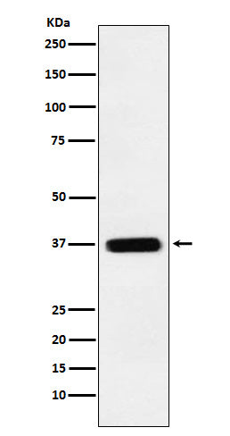 STING Rabbit Polyclonal Antibody