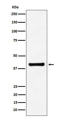 ALDOA Rabbit Polyclonal Antibody