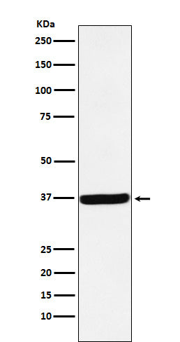 DDAH1 Rabbit Polyclonal Antibody