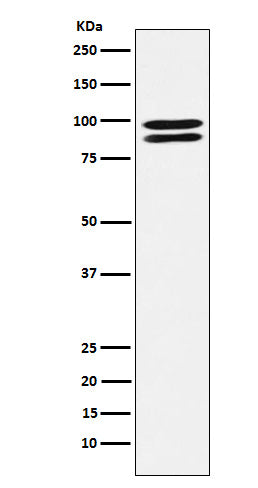 ALIX Rabbit Polyclonal Antibody