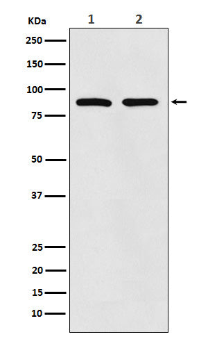 Thrombopoietin Receptor Rabbit Polyclonal Antibody
