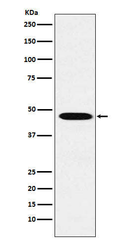 Wnt2b Rabbit Polyclonal Antibody