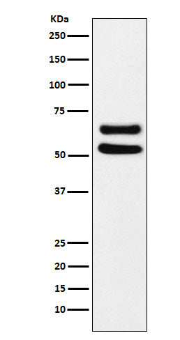 Ikaros Rabbit Polyclonal Antibody