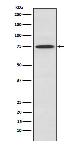 PKC theta Rabbit Polyclonal Antibody