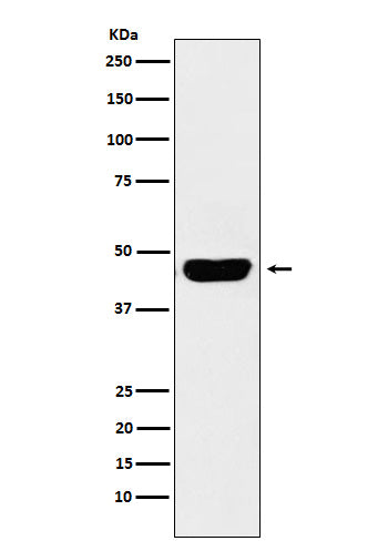 CD134/OX40L Recepter Rabbit Polyclonal Antibody